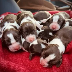 English Springer Spaniel Puppies