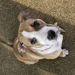Daisy Mae needs a forever home!