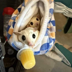 Sugar gliders - 2 female