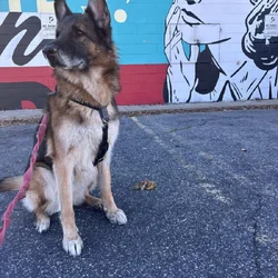 Looking to Rehome Delta (GSD)
