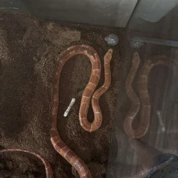 Adult blood red albino corn