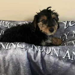 Yorkipoos