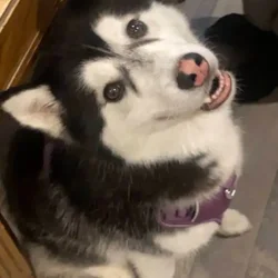 EMERGENCY REHOMING | Suki