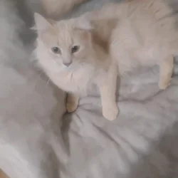 Cream cat up for adoption