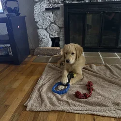 Golden Retriever puppy