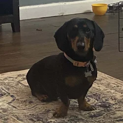 Meet Pancakes!
