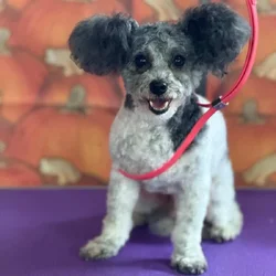 Sweet 8-Year-Old Maltipoo – Potty Trained & Vaccin