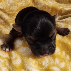 Yochi Puppies