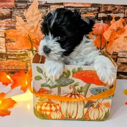 Maltipoo Puppies , Ready to Go