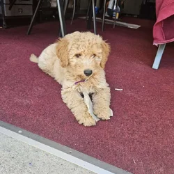 Puppy for sale