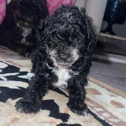 Teacup female poodle