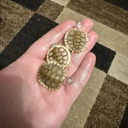 Baby caramel pink red eared slider turtles