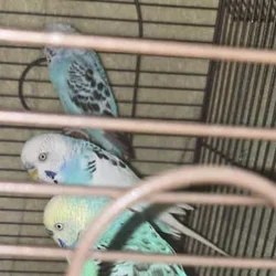 Budgies for sale