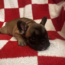 French bulldogs