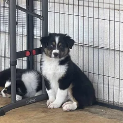 Australian Shepherd Puppy