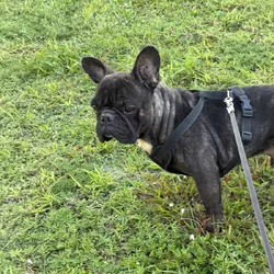 Frenchie