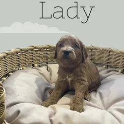 Litter of 7 Teddy Bear like Goldendoodles