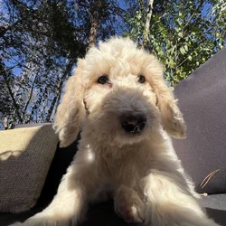 Female Goldendoodle puppy