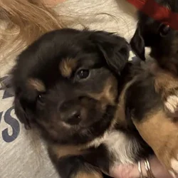 Female Chorkie (chihuahua/yorkie)