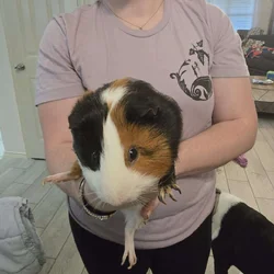 Rehoming 2 guniea pigs