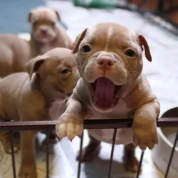 AMERICAN BULLY PUPPIES 🐶 AVAILABLE FOR REHOMING