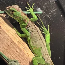 Baby iguana
