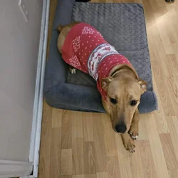 Rehoming a Beautiful Black Mouth Cur