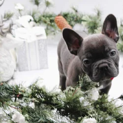 AKC Male Frenchie