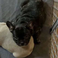 3 frenchie girls looking for their forever home!