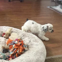 Akc Cocker spaniel puppy