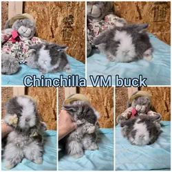 Teddywidder bunnies
