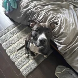 Chicken - pitbull lab mix