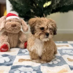 Meet Cairo ! Sweet Shorkie Pup