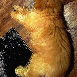 Goldendoodle Puppy