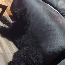 Poodle up for adoption