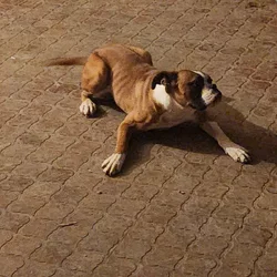 Abigail the boxer