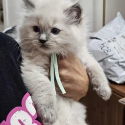 Ragdoll Kittens