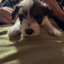 Miniature schnauzer