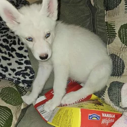 Akc registered siberian husky puppies