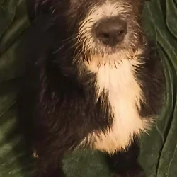 Available for adoption