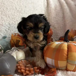 Morkie puppy