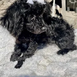 Poodle lil girl