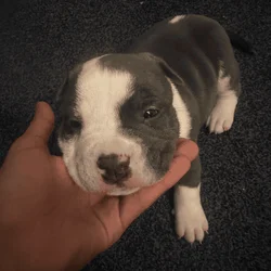 puppies bully and pitbull mixed