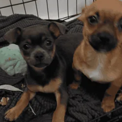 Just in time for the Holidays! Baby Chiweenies!