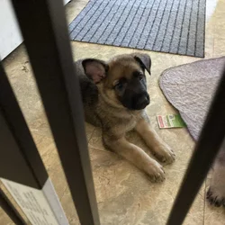 German Shepherd Puppy