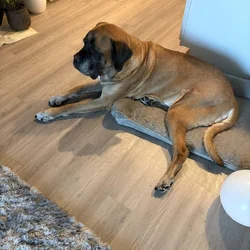 Adult Female Mastiff