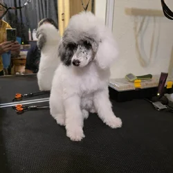 AKC Miniature Poodles