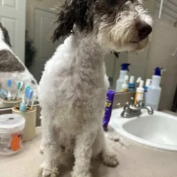 4month male rehoming
