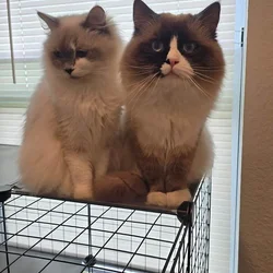 Ragdoll cats