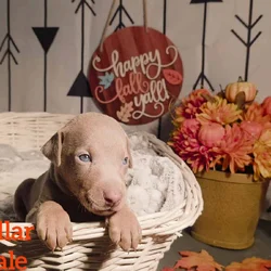PUREBRED REGISTERED DOBERMAN PUPPY (GREEN COLLAR)